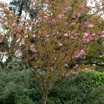 Prunus serrulata 'Kanzan' (2 de 6)