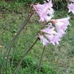 Amaryllis belladonna (2 de 2)