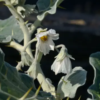 Solanum aculeastrum (4 de 5)