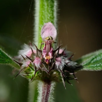 Leonurus cardiaca