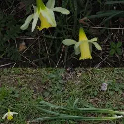Narcissus pseudonarcissus subsp moschatus (3 de 3)