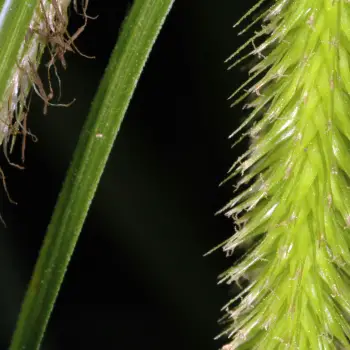 Carex pseudocyperus (5 de 5)