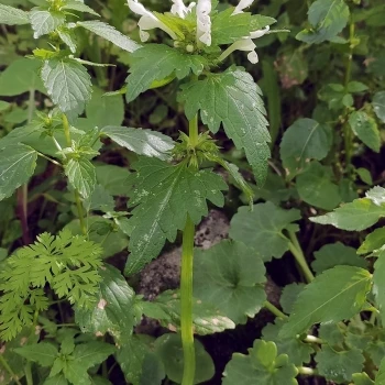 Lamium bifidum (2 de 2)
