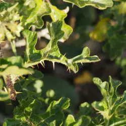 Fotografía Solanum linnaeanum (3 de 3)