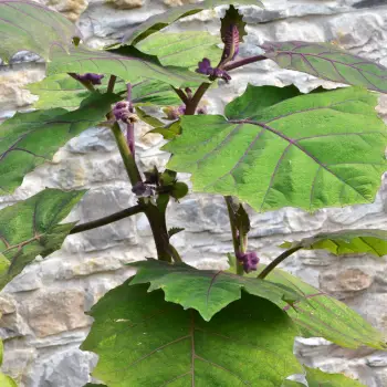 Solanum quitoense (2 de 3)