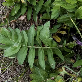 Raphanus raphanistrum subsp. landra (5 de 5)