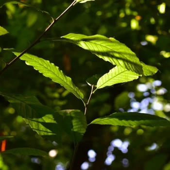 Castanea sativa (2 de 3)