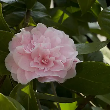 Camellia japonica 'Duchesse de Caze' (2 de 2)
