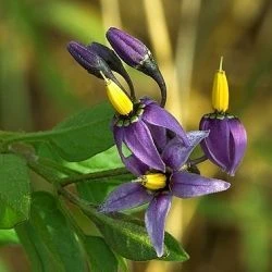 Solanum dulcamara