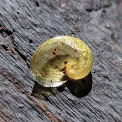 Fotografía Plutonia (Insulivitrina) lamarckii (3 de 3)