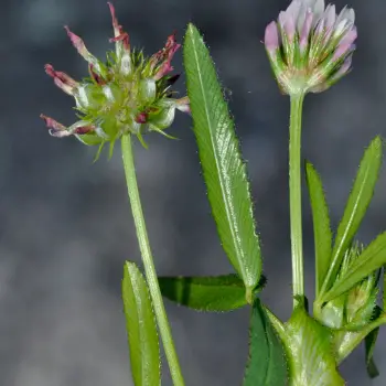 Trifolium strictum