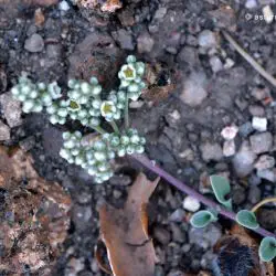 Corrigiola telephiifolia