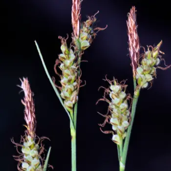 Carex tomentosa (4 de 6)