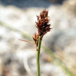 Fotografía Carex lucennoiberica (3 de 3)