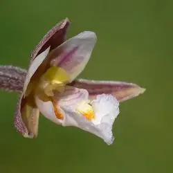 Epipactis palustris (2 de 2)