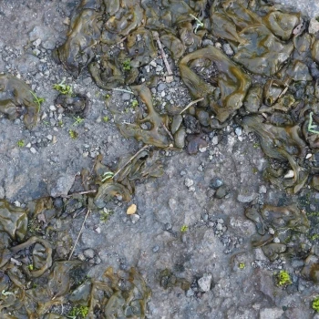 Nostoc commune (1 de 4)