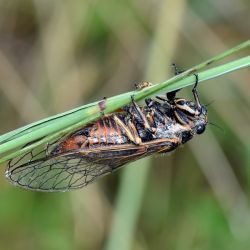 Cicadetta cf montana (3 de 3)