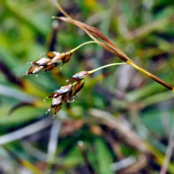 Carex capillaris (4 de 5)