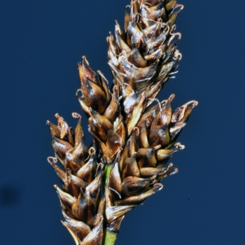 Carex lachenalii (3 de 4)