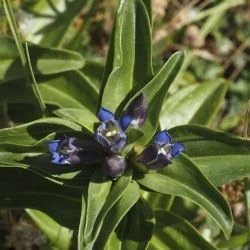 Gentiana cruciata