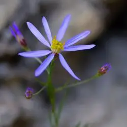 Flor, inflorescencia