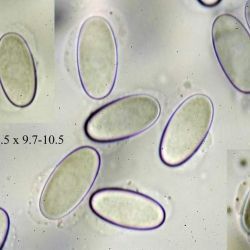 Lasiobolus macrotrichus Rea (2 de 3) 