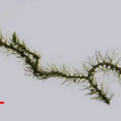 Blepharostoma trichophyllum (2 de 3)