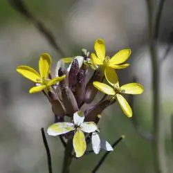 Coincya monensis subsp cheiranthos (1 de 3)
