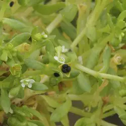 Montia fontana subsp. chondrosperma (2 de 3)