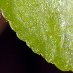 Fotografía Prunus mahaleb (1 de 2)