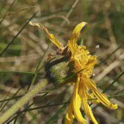Fotografía Arnica montana subsp. montana (2 de 3)