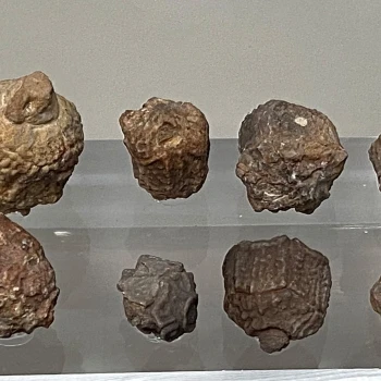 Oenochoacrinus scaber