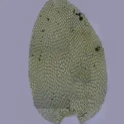 Hookeria lucens (3 de 3)