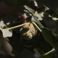 Fruto