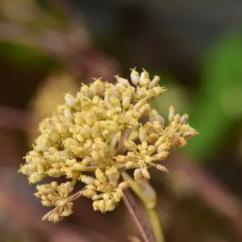 Petroselinum crispum (6 de 6)