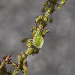 Fotografía Rumex acetosa subsp. biformis (3 de 3)
