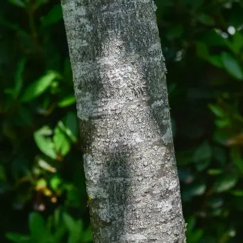 Sorbus latifolia (2 de 3)