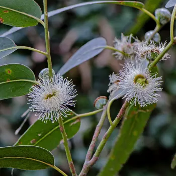 Eucalyptus globulus    (2 de 3)