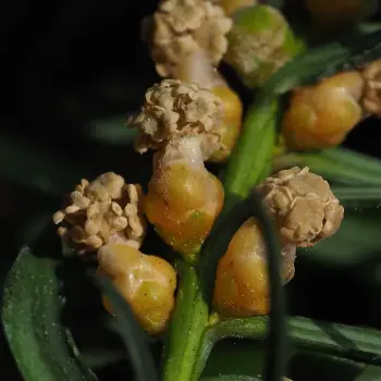Taxus baccata (2 de 3)