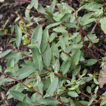 Salix bicolor (4 de 5)