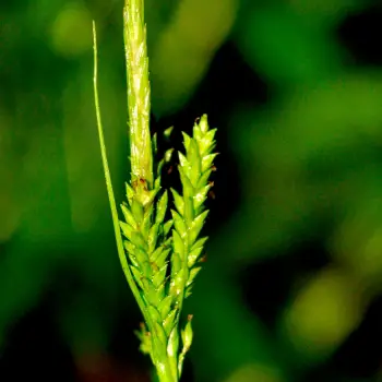 Carex strigosa (5 de 5)