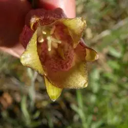 Fritillaria lusitanica (1 de 3)