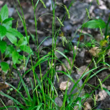 Carex sylvatica (1 de 2)