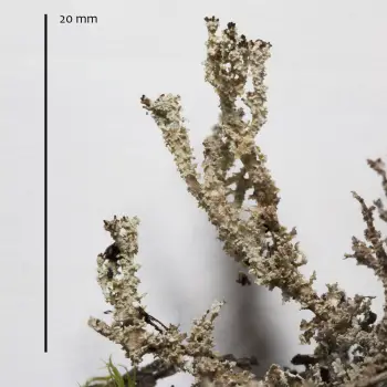 Cladonia squamosa  Hoffm. (1 de 6)