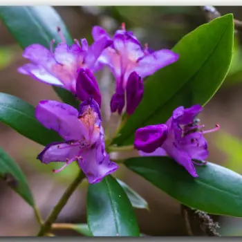 Fotografía Rhododendron ponticum subsp. baeticum (4 de 4)
