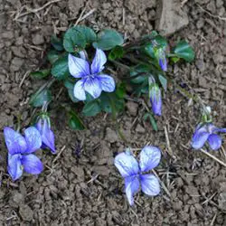 Viola riviniana (3 de 3)