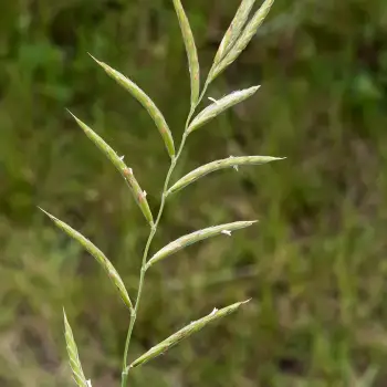 Brachypodium pinnatum (2 de 2)