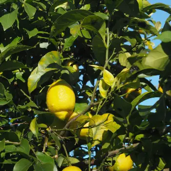 Citrus limon 'Eureka' (4 de 4)