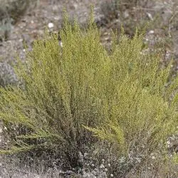 Artemisia campestris (3 de 3)