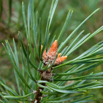 Pinus sylvestris (2 de 5)